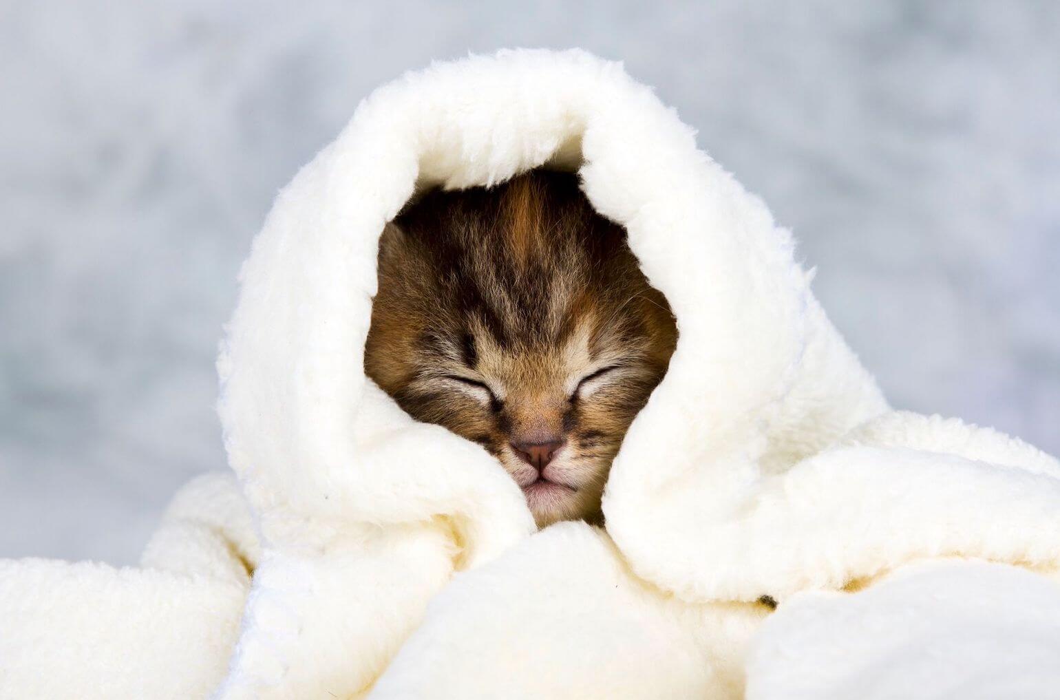 Cat Flu Home Care 10 Ways to Support a Cat's Recovery